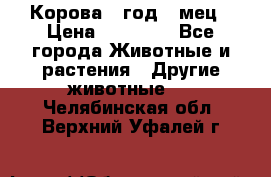 Корова 1 год 4 мец › Цена ­ 27 000 - Все города Животные и растения » Другие животные   . Челябинская обл.,Верхний Уфалей г.